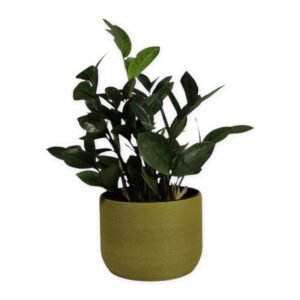 The Low Oak - 6 Inch Cover Pot
