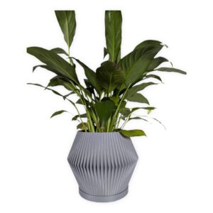 The Alder - 4 Inch Planter with Drip Tray