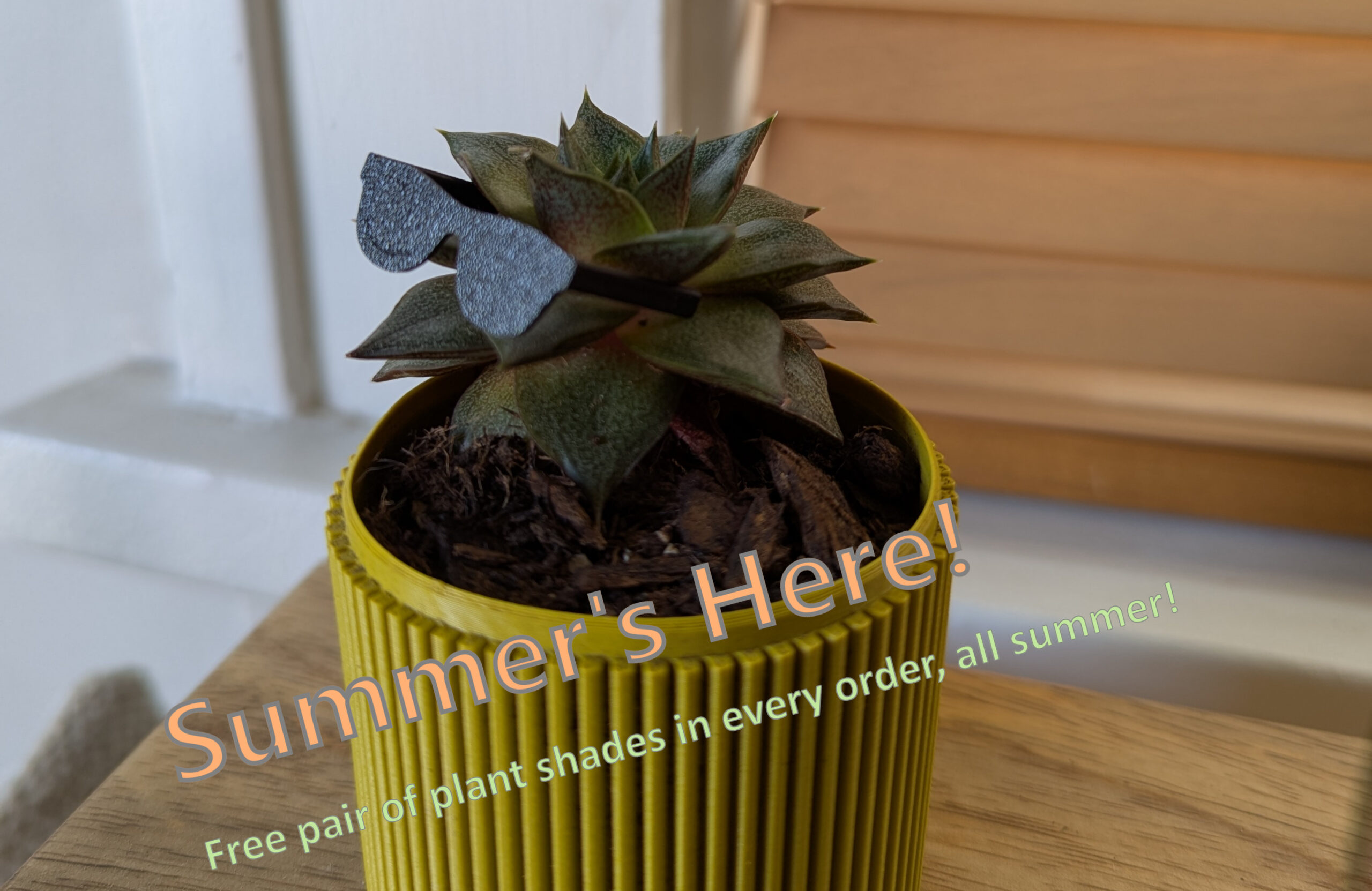 Summer's Here! A free pair of mini plant shades free in every order!