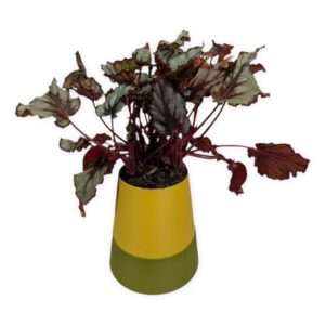 Leafprints 3D Sprout Self Watering Planter, 4-inch two-tone planter in olive green and yellow, shown planted.