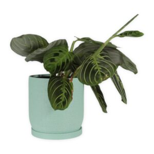 The Moss - 4 Inch Planter with Drip Tray