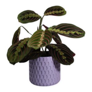 The Bud - 4 Inch Cover Pot