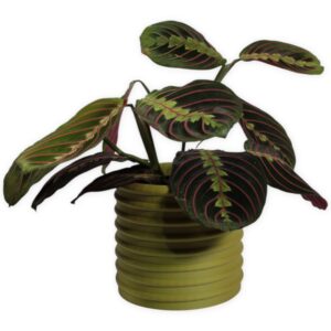 The Carob 4 Inch Cover Pot in Bamboo by Leafprints.3d