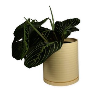 The Talipot - 4 Inch Planter with Drip Tray