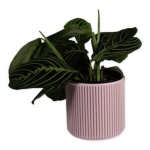 The Willow 4 Inch Cover Pot in Peony