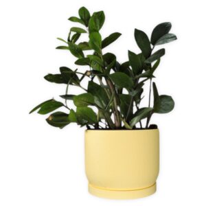 The Low Oak - 6 Inch Planter with Drip Tray