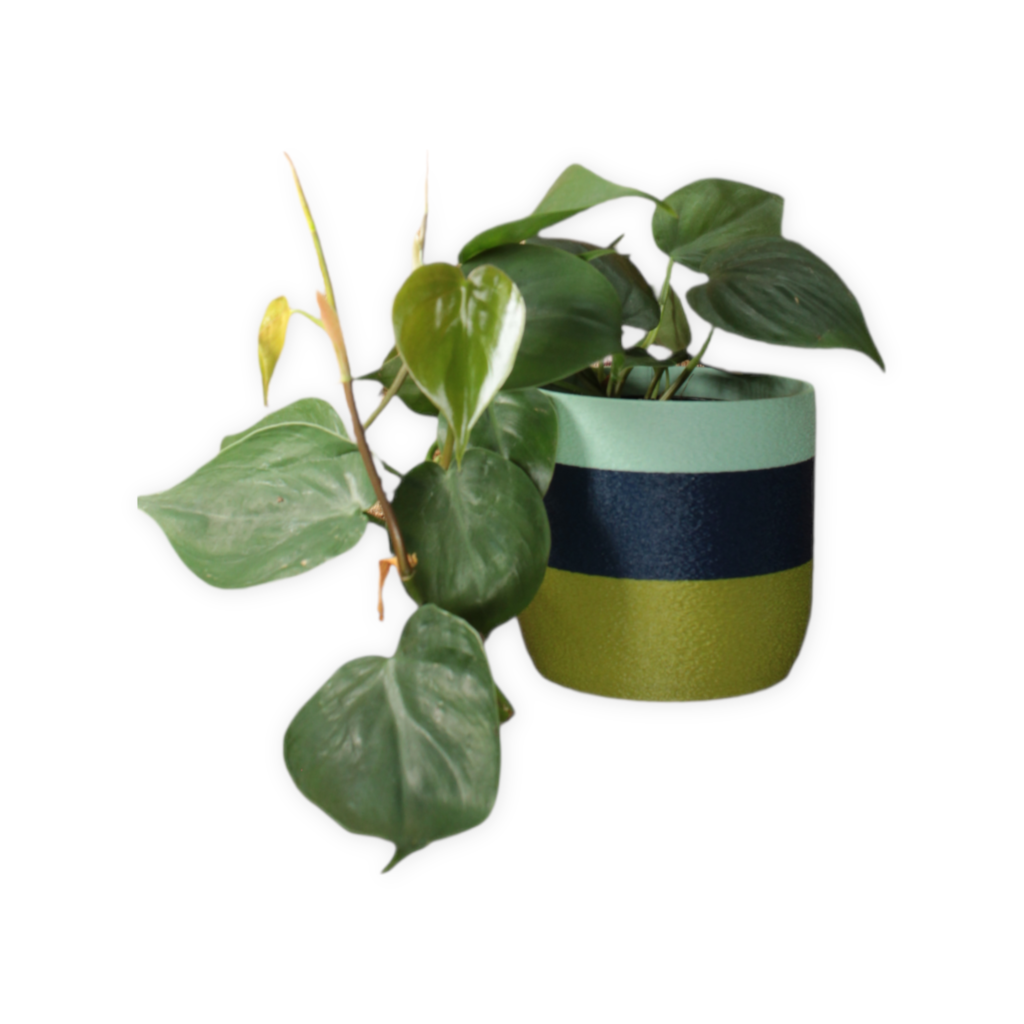 Golden Hour Collection: 4" Cover Pot
