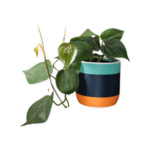 Golden Hour Collection: 4" Cover Pot