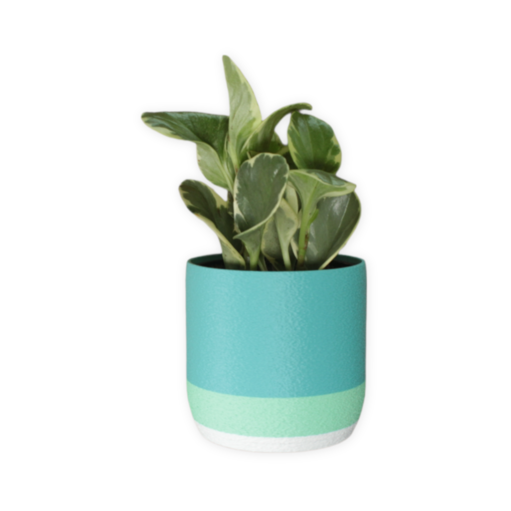 Golden Hour Collection: 4" Cover Pot