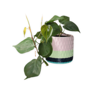 Golden Hour Collection: 4" Cover Pot